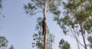 शादी में हो रही देरी से हताश प्रेमी जोड़े ने उठाया आत्मघाती कदम, लड़की ने घर में, तो लड़के ने बाहर पेड़ में लगाई फांसी