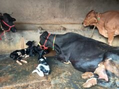 गौमाता ने एक साथ तीन बच्चों को दिया जन्म, प्रदेश अध्यक्ष राजपूत ने दी बधाई