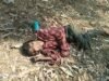 TILDA: भींभौरी में लावारिस अज्ञात व्यक्ति का शव मिलने से सनसनी, जांच में जुटी नेवरा पुलिस